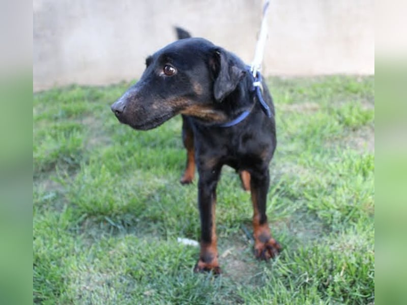 JULLY R. - das Energiebündel sucht liebe Menschen mit Hundeerfahrung