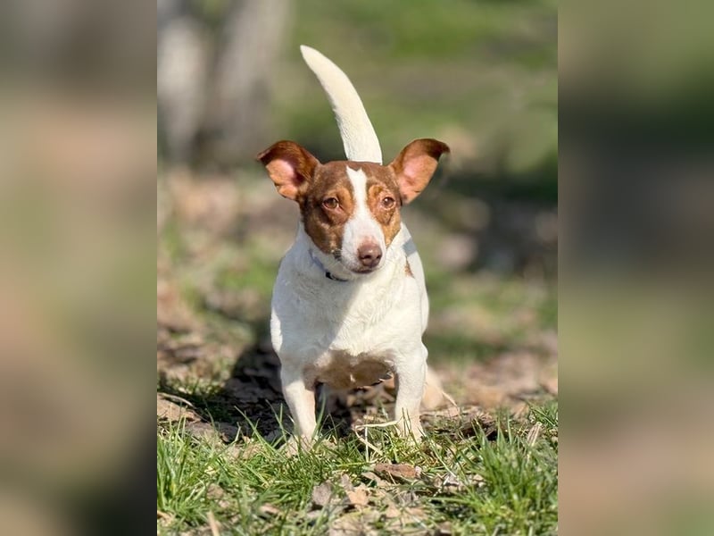 RAISHA - spazieren, lernen, kuscheln - wir suchen hier eine unternehmungslustige Familie!