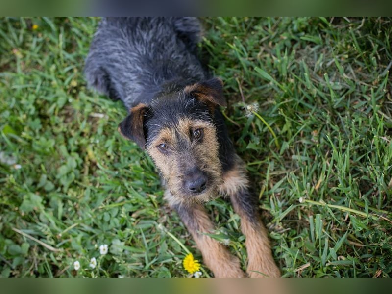 PERCY - der liebe Junghund mag Menschen und Artgenossen und sucht ein tolles Zuhause