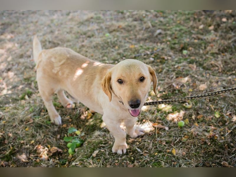PADDY - der fröhliche kleine Kerl mag Menschen und Artgenossen und sucht ein tolles Zuhause