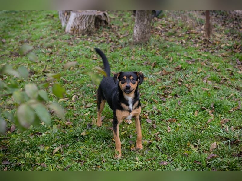 DAVY - der hübsche und aktive Junghund freut sich auf tolle Abenteuer!