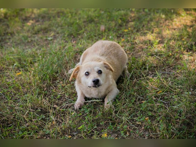 ROXI - die kleine Seniorin freut sich auf ihr erstes eigenes Zuhause!