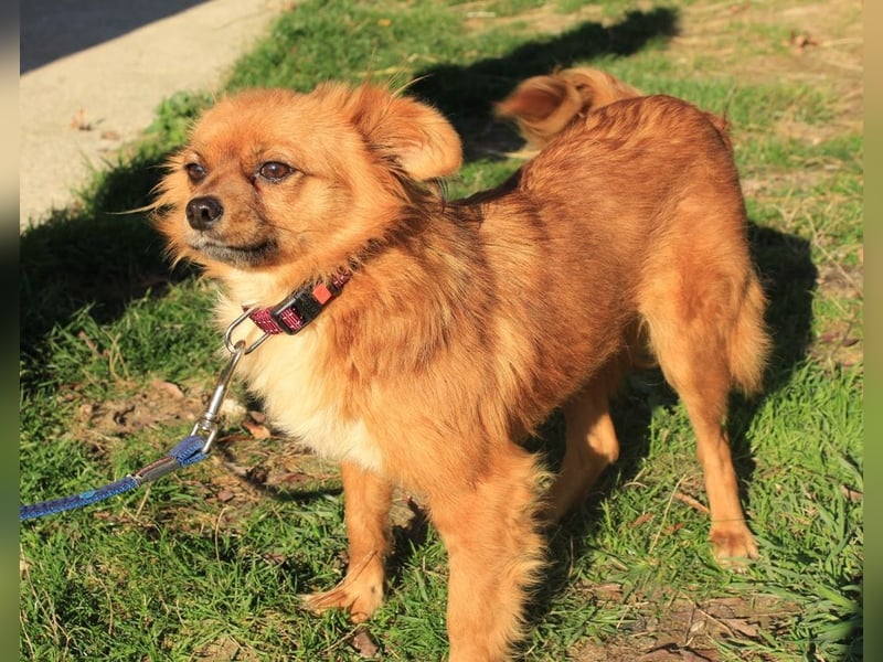 TIKA - die hübsche kleine Maus sucht trotz ihres Handicaps ein liebevolles Für-Immer Zuhause