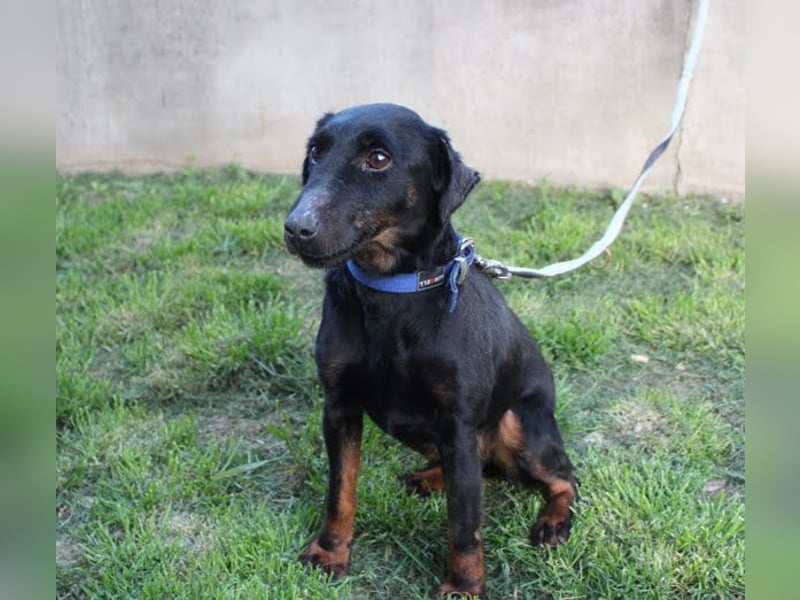 JULLY R. - das Energiebündel sucht liebe Menschen mit Hundeerfahrung