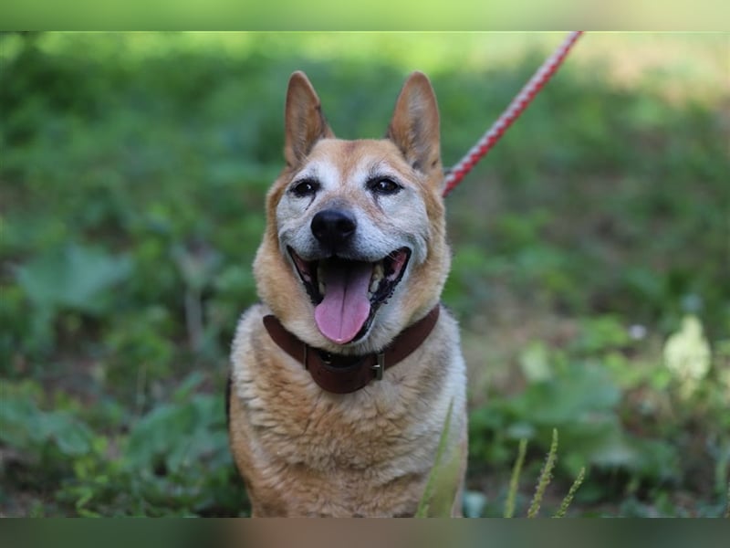 EDO - der liebe und anspruchslose Senior möchte seine Rente bei einer lieben Familie verbringen!
