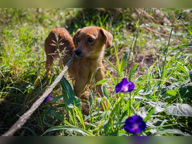 LEICA - die gehorsame, brave Maus sucht eine ruhige, geduldige und liebevolle Familie