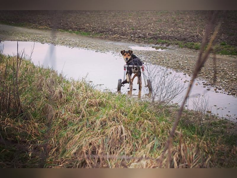 ROBY - der lebensfrohe, verschmuste Rüde mit Handicap träumt von einer eigenen Familie