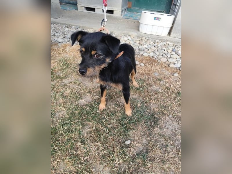 MELEK - der kleine Hundemann träumt von einem liebevollen Für-Immer Zuhause!