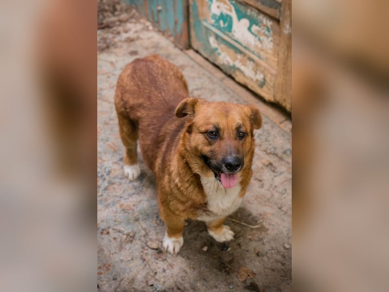 LISSY - schenkst du mir dein Herz und ein Zuhause?