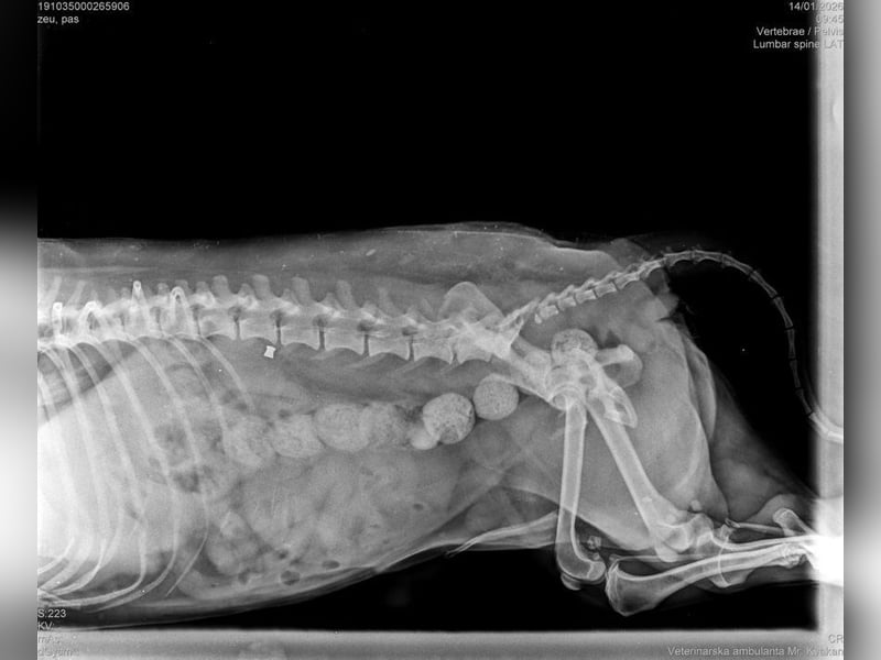 BILBO - der liebe, kleine Senior träumt von einem eigenen, liebevollen Zuhause!