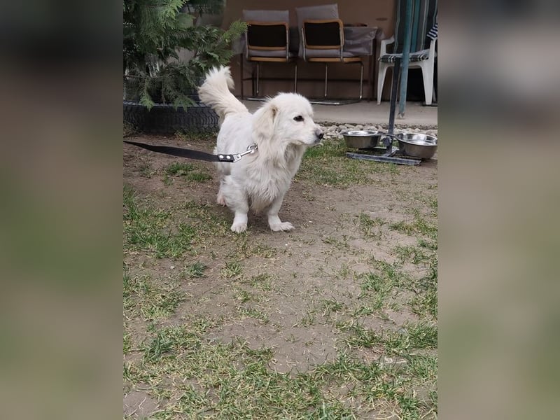 RASTI - ich freue mich auf ein liebevolles Für-Immer Zuhause!