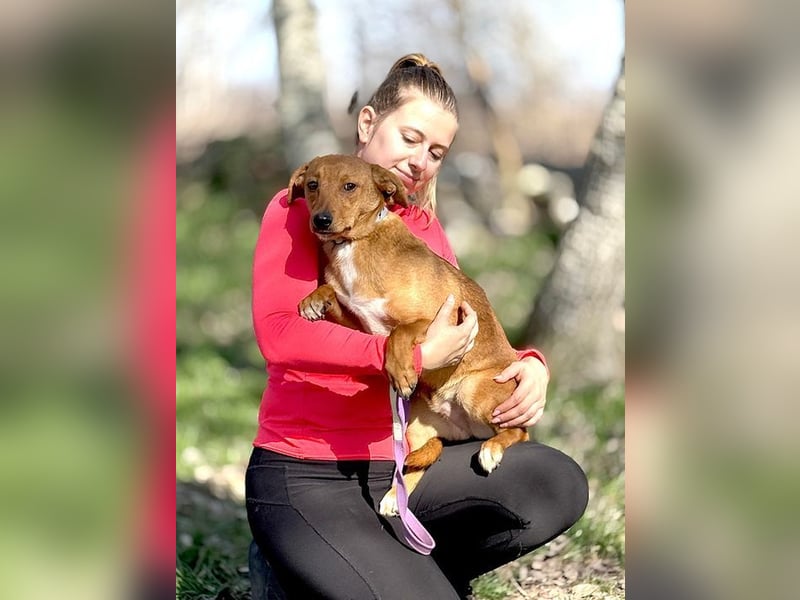 RASHID - der ruhige und gemütliche Rüde träumt von einem liebevollen Zuhause!