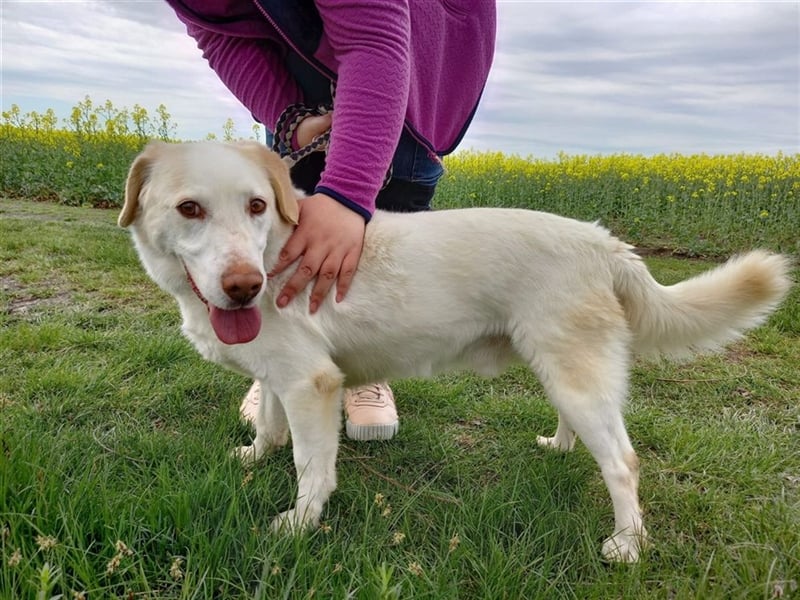 GLACE - der neugierige und freundliche Rüde würde sich sehr über Familienanschluss freuen
