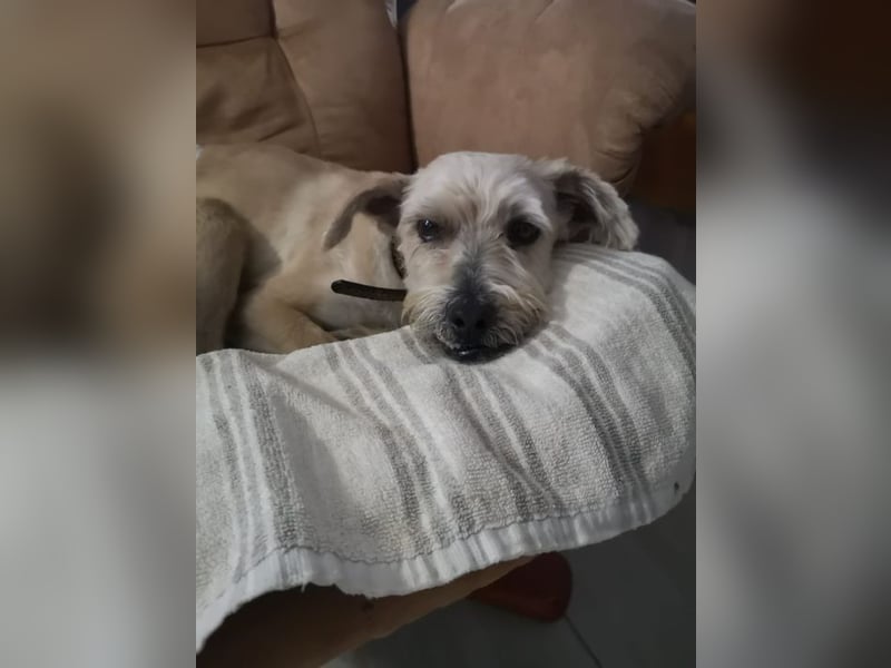 BENY - wer möchte dem neugierigen, unternehmungslustigen Rüden die Welt zeigen?