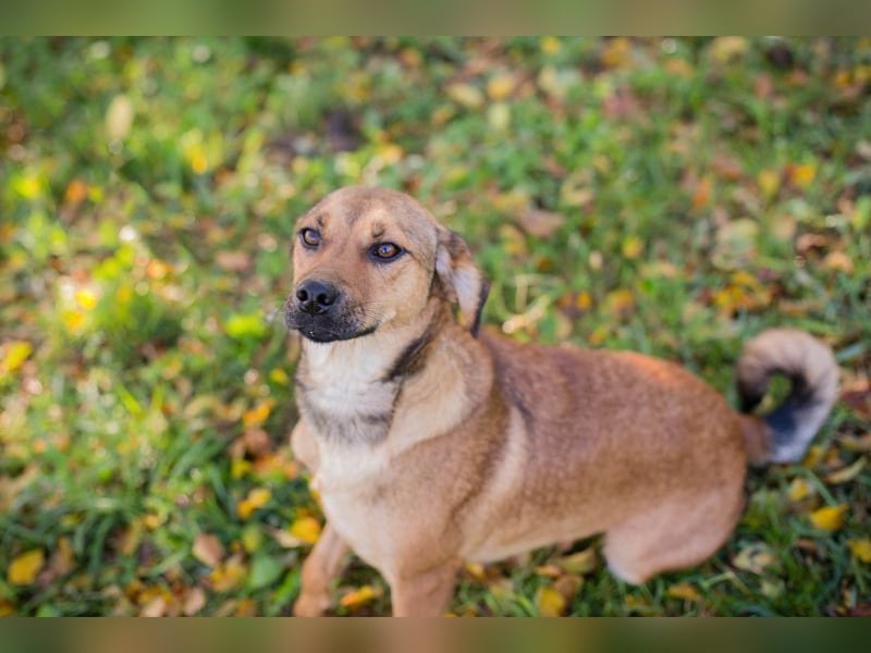 RIEKE - welche liebe Familie schenkt mir ihr Herz und ein Zuhause?