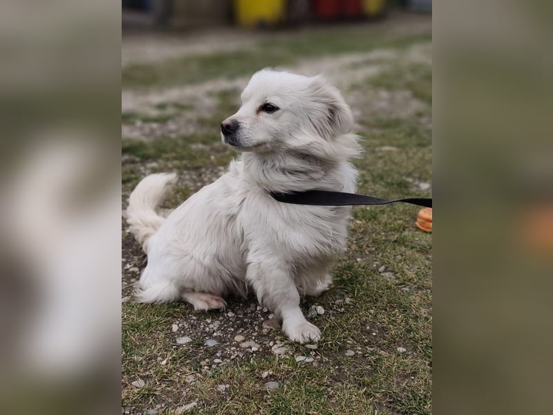 RASTI - ich freue mich auf ein liebevolles Für-Immer Zuhause!