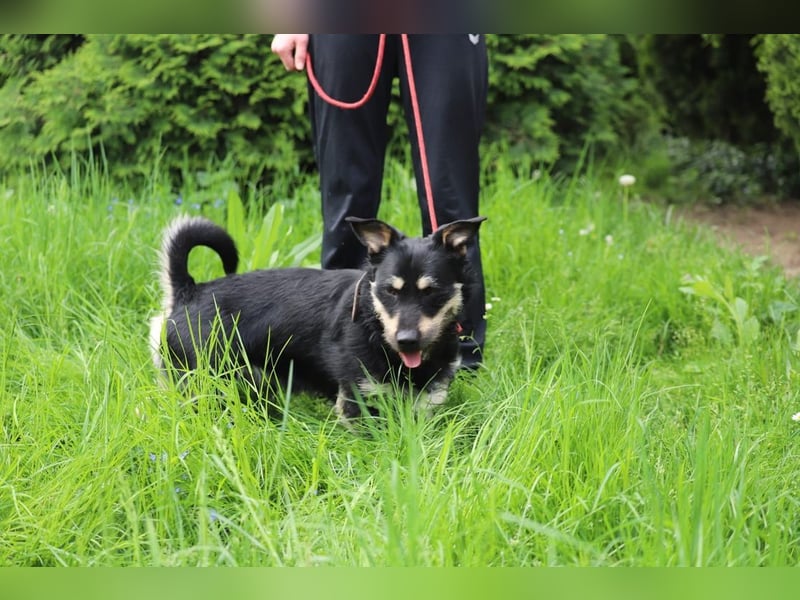 FREDY - das fröhliche und freundliche Kerlchen träumt von einem lieben Für-Immer Zuhause