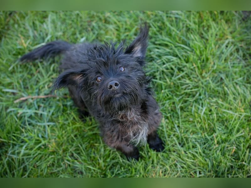 Welpe Chip Nr. 255116 - die süße Wuschelmaus möchte mit ihren Menschen die Welt entdecken!