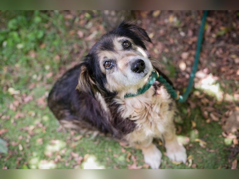 PAULA - die süße Hundeomi wünscht sich ein liebes Zuhause, in dem sie gekuschelt und umsorgt wird.