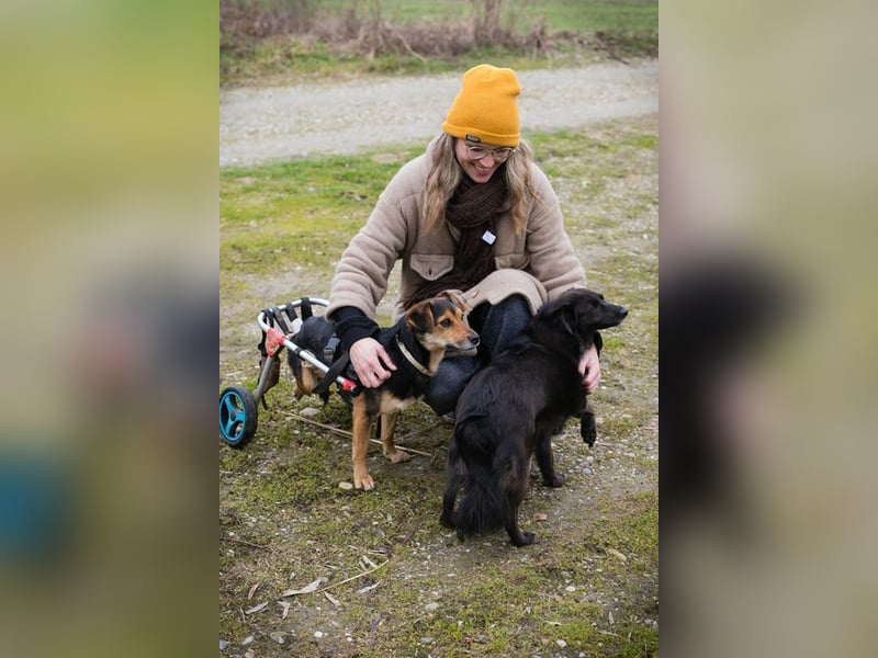 ROBY - der lebensfrohe, verschmuste Rüde mit Handicap träumt von einer eigenen Familie