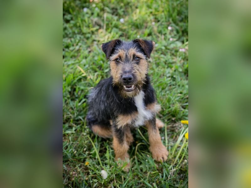 PERCY - der liebe Junghund mag Menschen und Artgenossen und sucht ein tolles Zuhause