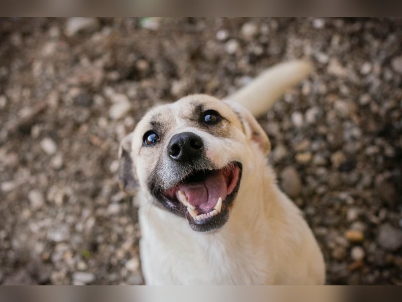 Chip-Nr. 272077 - wer schenkt mir sein Herz und ein Zuhause?