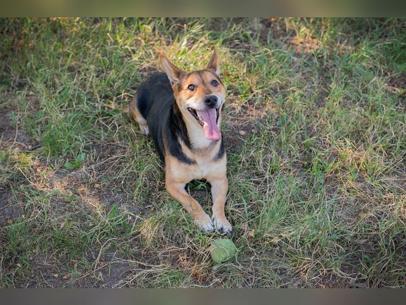 SPARKY - der verspielte und liebe Rüde möchte ein Teil DEINER Familie sein!