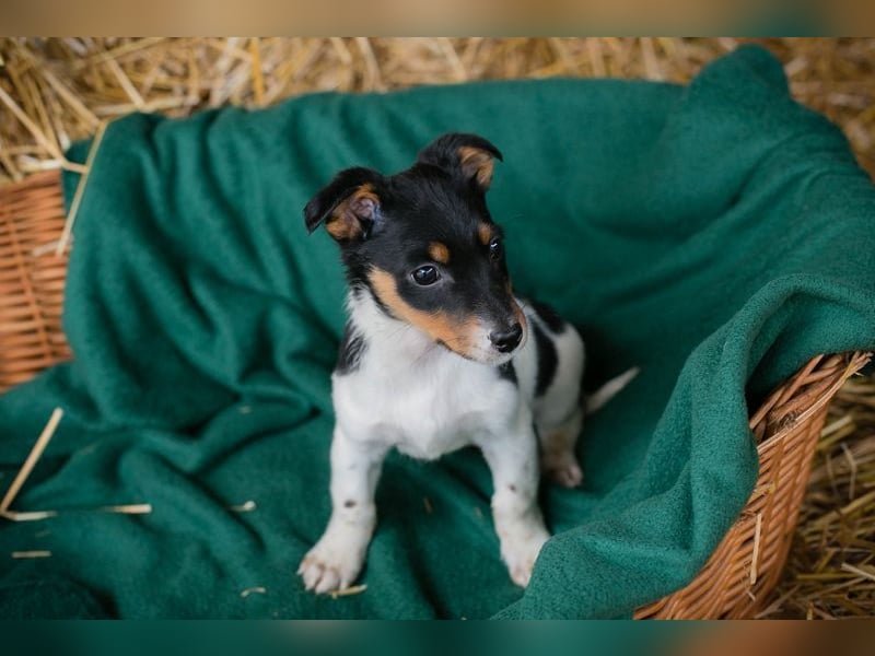 Welpe BALTHASAR - ich träume von einer eigenen Familie die mich lieb hat...