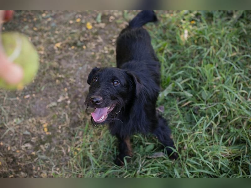 DARKO - ich suche ein tolles Für-Immer Zuhause!