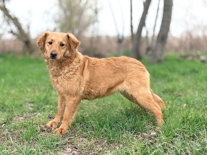 TIANA - ich freue mich auf viele glückliche Stunden mit meinen Menschen!