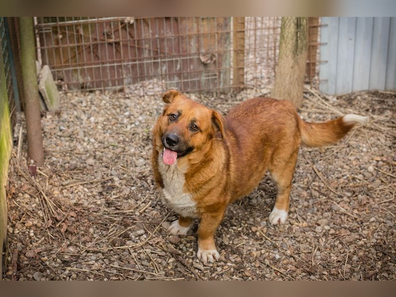 LISSY - schenkst du mir dein Herz und ein Zuhause?