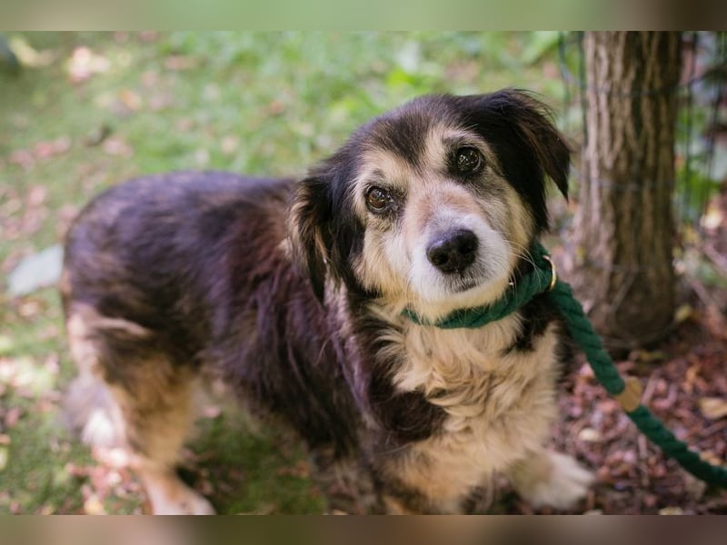 PAULA - die süße Hundeomi wünscht sich ein liebes Zuhause, in dem sie gekuschelt und umsorgt wird.