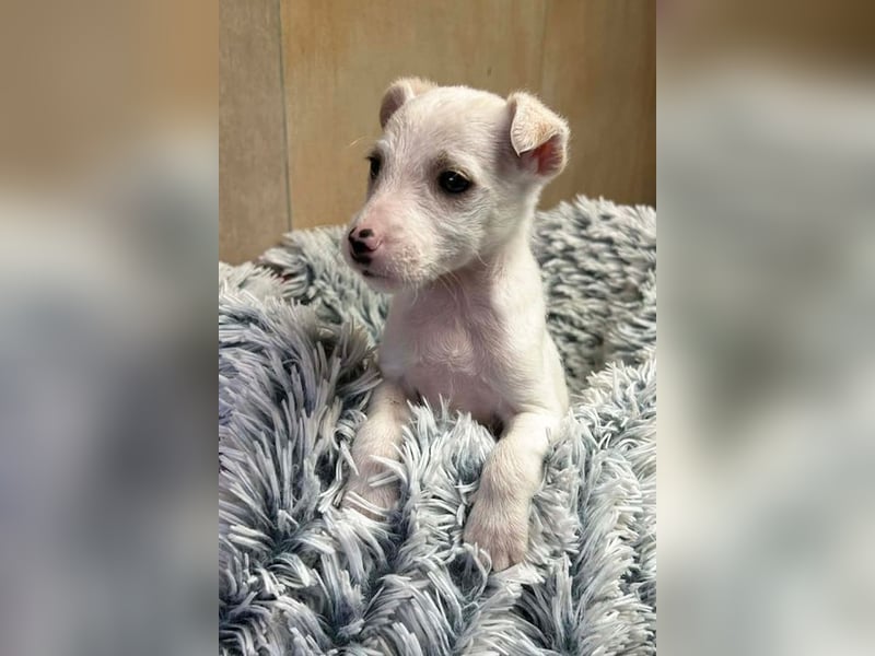 JIN - Hallo, hier bin ich! Wer schenkt mir ein Zuhause?