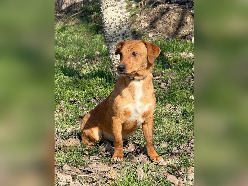 RASHID - der ruhige und gemütliche Rüde träumt von einem liebevollen Zuhause!