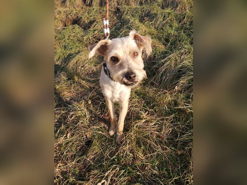 BENY - wer möchte dem neugierigen, unternehmungslustigen Rüden die Welt zeigen?