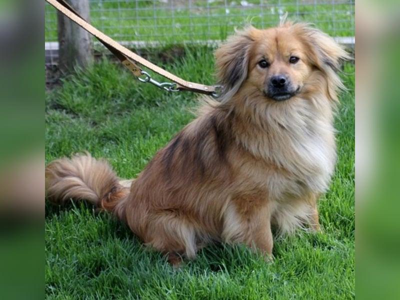 ROBY - bei Unbekanntem bin ich zurückhaltend, habe ich aber Vertrauen lasse ich mich gerne kraulen