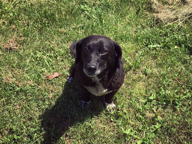 Zera - Aktiv, freundlich, schmusig.....sucht ihr Für-immer-Zuhause