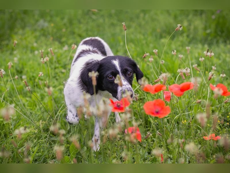 ALMA - die fröhliche Hündin möchte mit ihren Menschen die Welt entdecken!