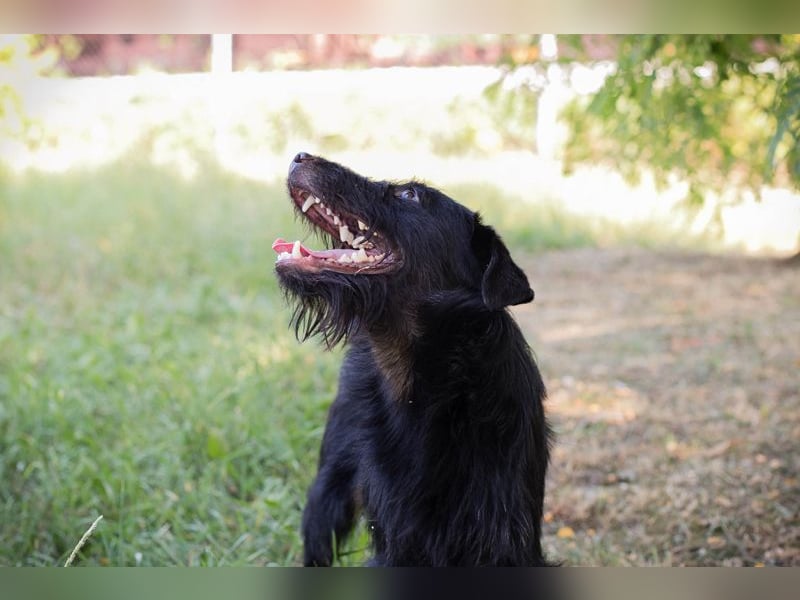 DARKO - ich suche ein tolles Für-Immer Zuhause!