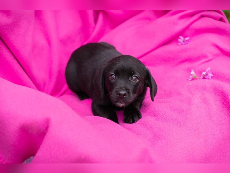 Chip 258233 - das Welpenmädchen sucht ein Zuhause und eine Namenspatenschaft