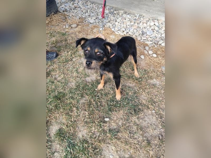 MELEK - der kleine Hundemann träumt von einem liebevollen Für-Immer Zuhause!