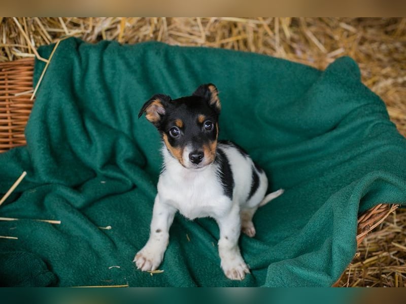 Welpe BALTHASAR - ich träume von einer eigenen Familie die mich lieb hat...