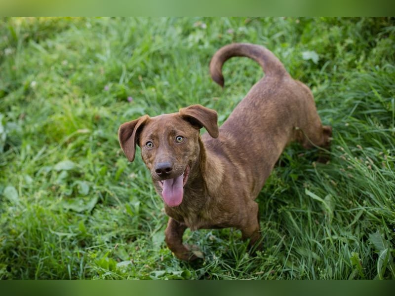 MONTY - der freundliche, fröhliche kleine Mann freut sich auf tolle Abenteuer!