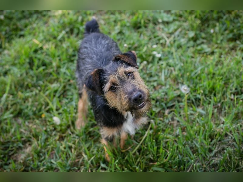 PERCY - der liebe Junghund mag Menschen und Artgenossen und sucht ein tolles Zuhause