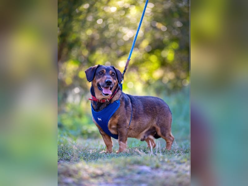 Mr. Hurky - der Senior auf der Suche nach seine Zuhause