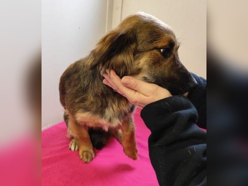 ZIWA - die liebe, dankbare und verschmuste Maus träumt von einem liebevollen Zuhause!