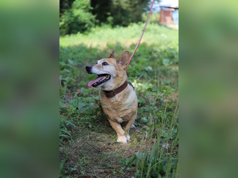 EDO - der liebe und anspruchslose Senior möchte seine Rente bei einer lieben Familie verbringen!