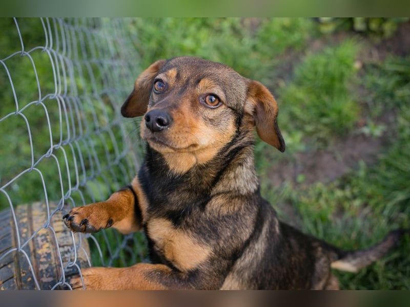 Welpe MILKA - ich suche eine Familie die mich beschützt und mir ein Zuhause schenkt