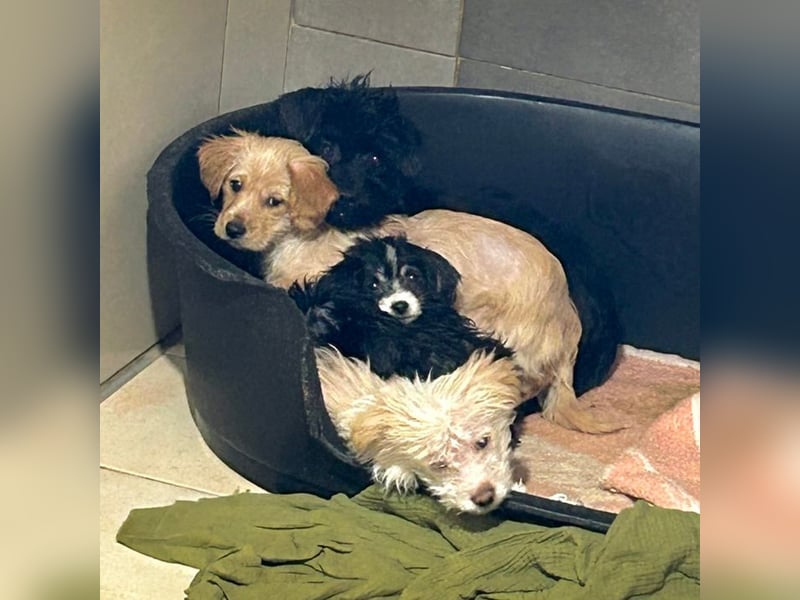 GRUMBY - die kleine Strubbelmaus sucht ein liebevolles Zuhause!