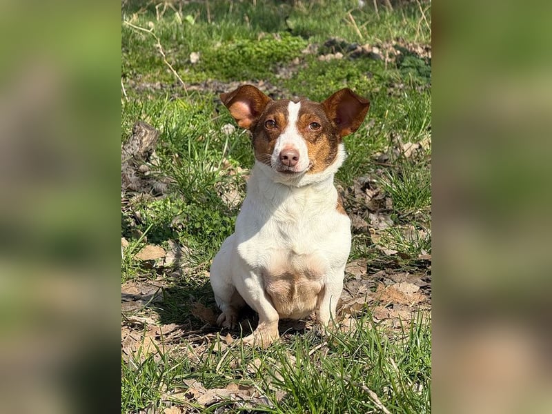 RAISHA - spazieren, lernen, kuscheln - wir suchen hier eine unternehmungslustige Familie!